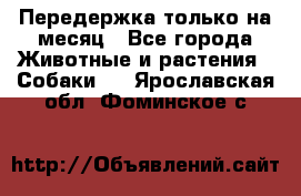 Передержка только на месяц - Все города Животные и растения » Собаки   . Ярославская обл.,Фоминское с.